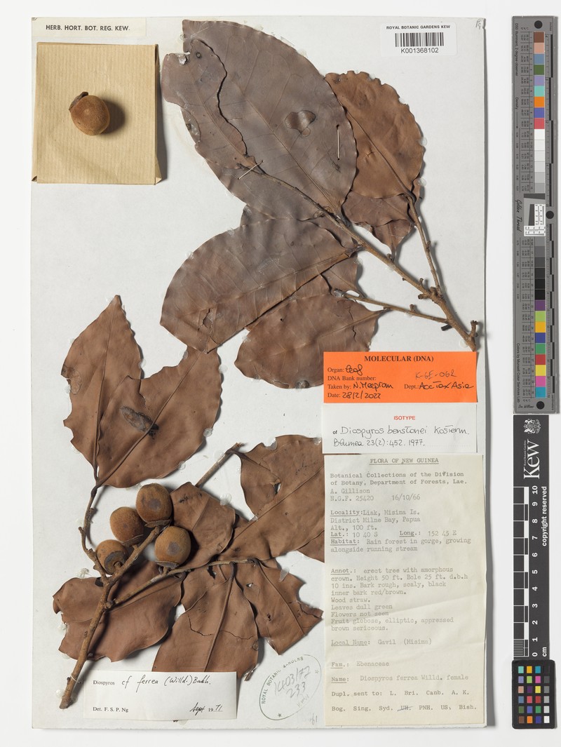 Diospyros benstonei photo 4