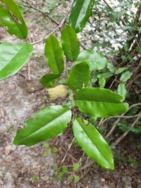 Diospyros bernieriana