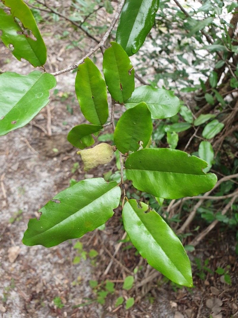 Diospyros bernieriana