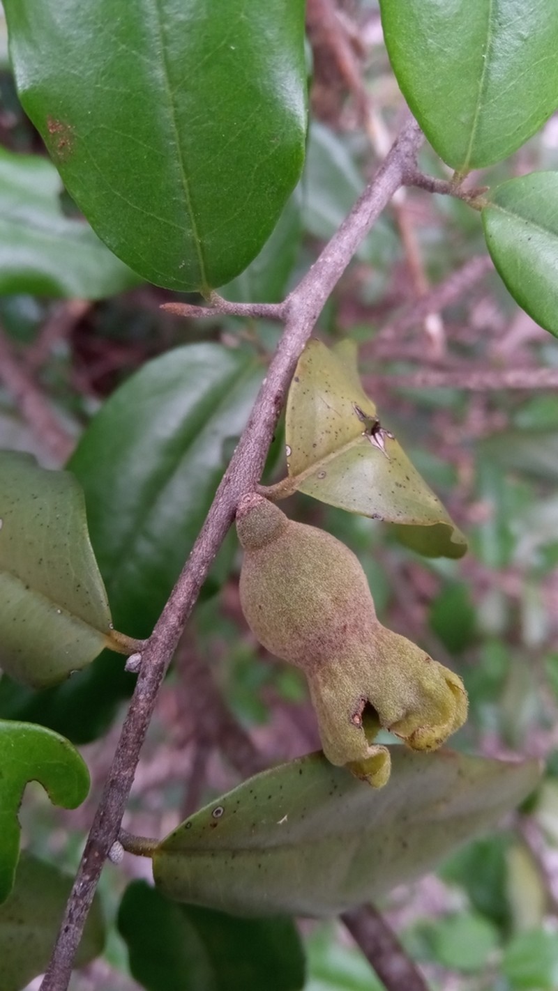 Diospyros bernieriana photo 2