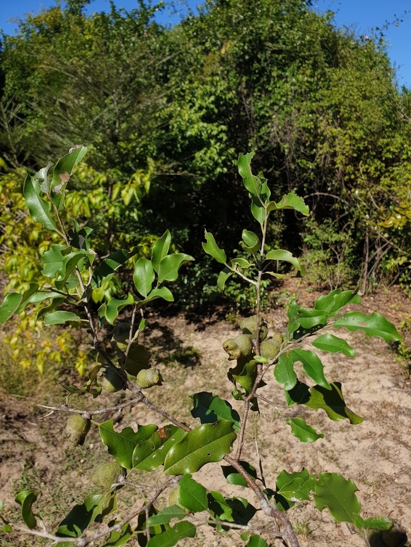 Diospyros bernieriana photo 3