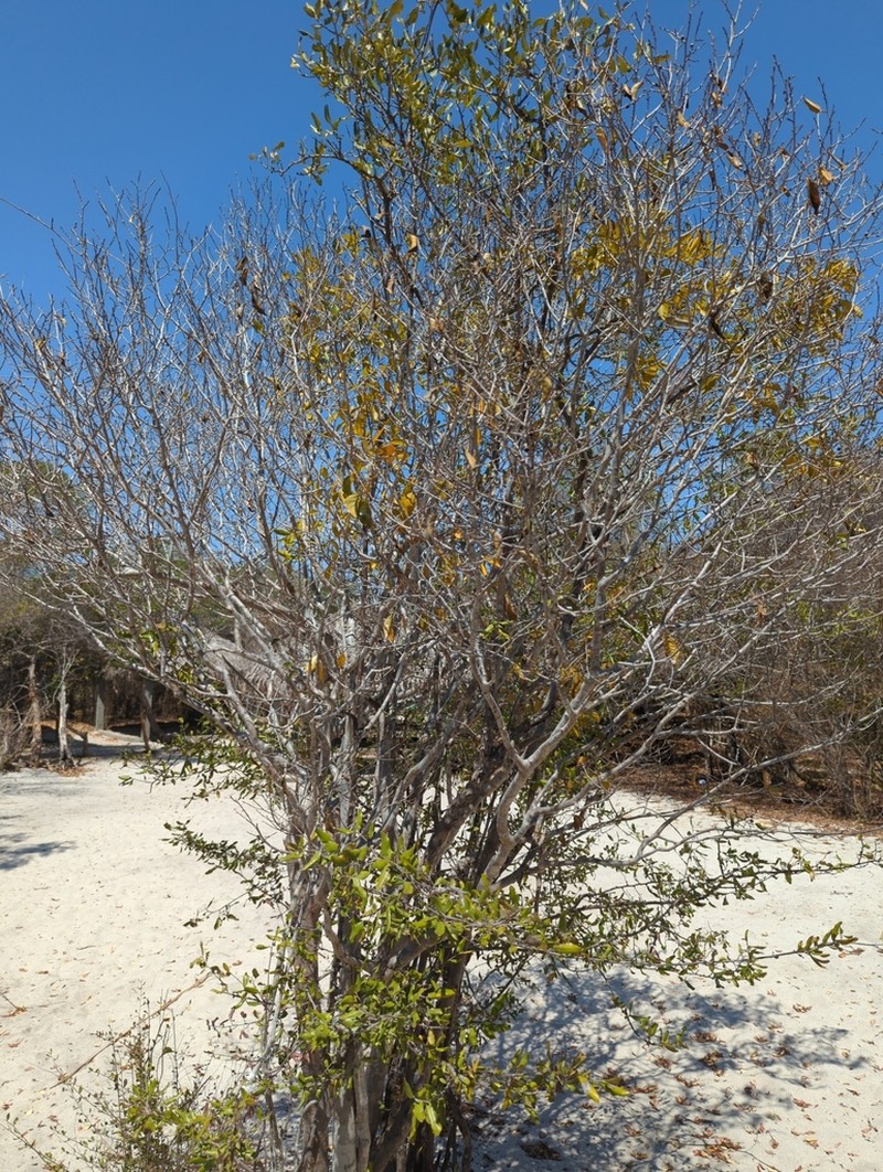 Diospyros bernieriana photo 4