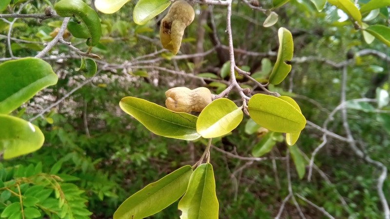 Diospyros bernieriana photo 5