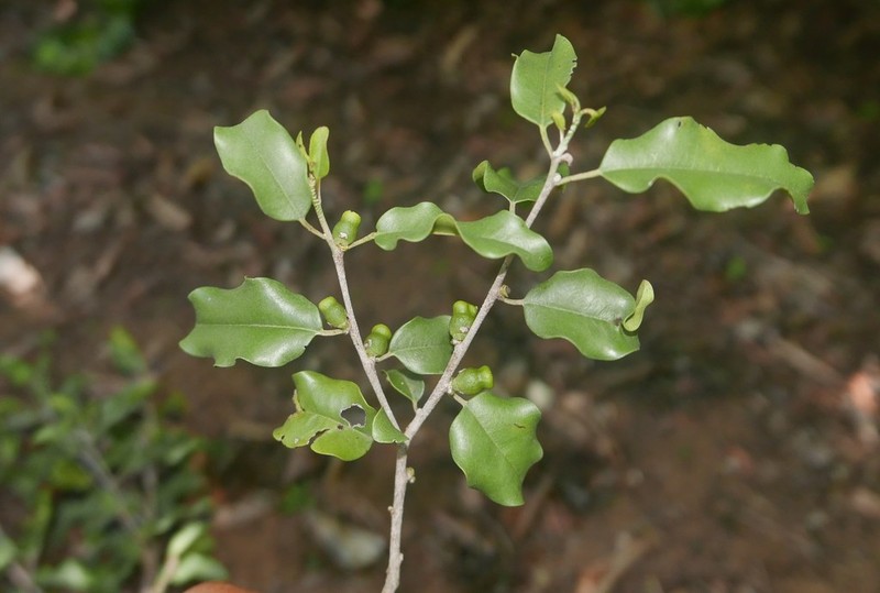 Diospyros bernieriana photo 6