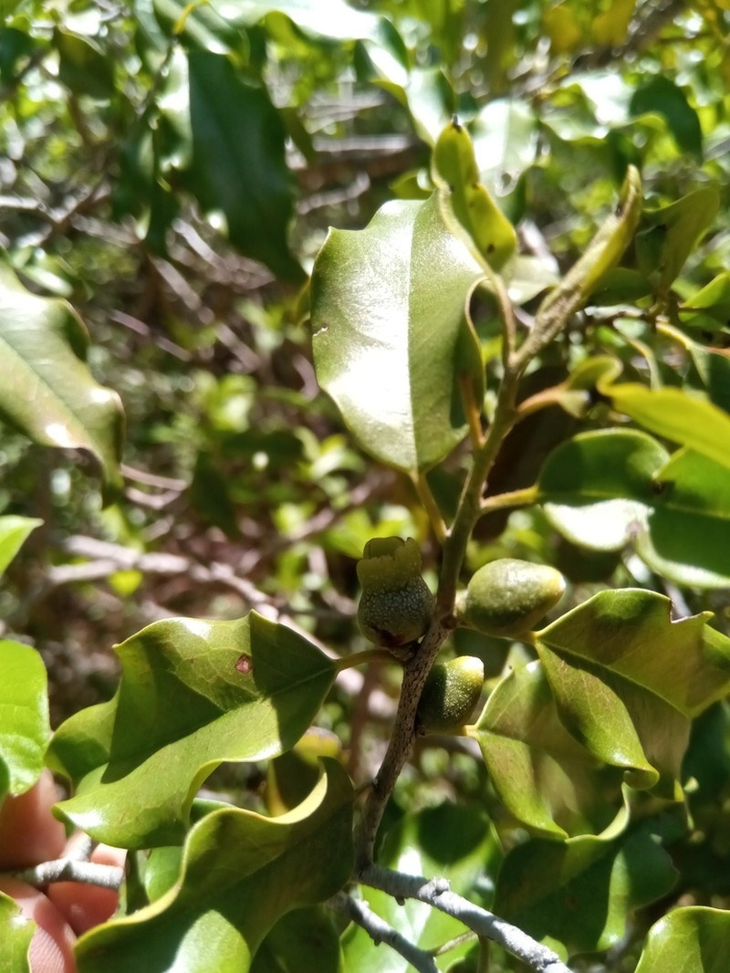 Diospyros bernieriana photo 7