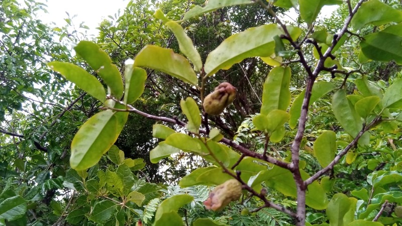 Diospyros bernieriana photo 8