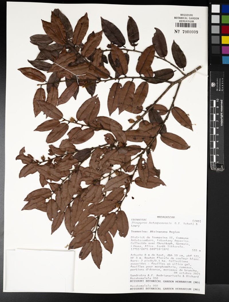 Diospyros betamponensis