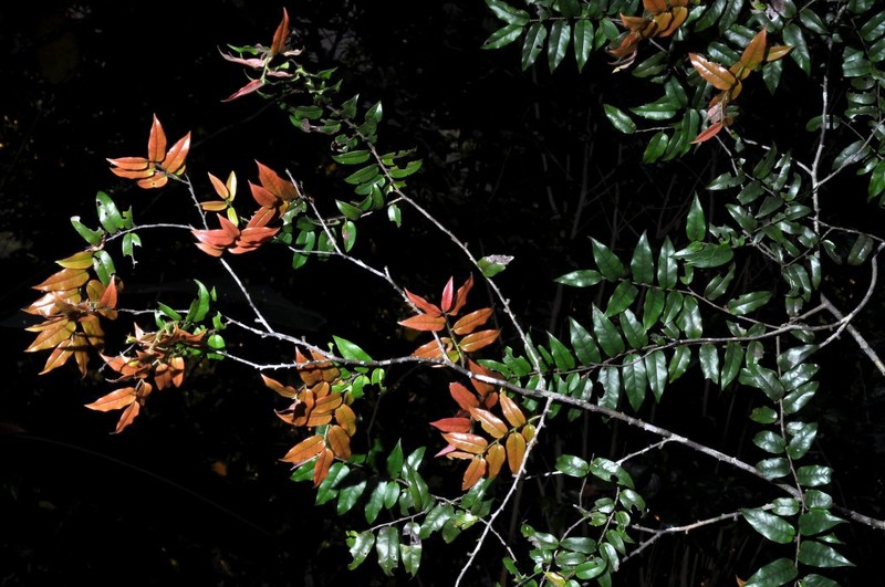 Diospyros betamponensis photo 2