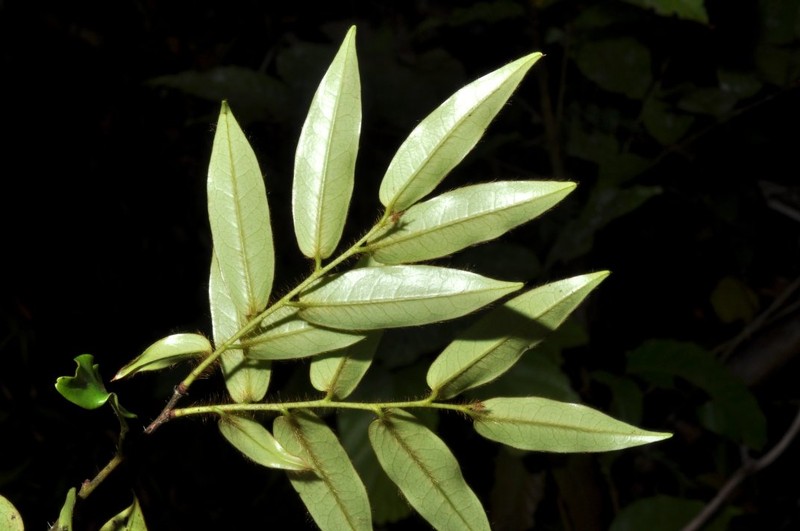 Diospyros betamponensis photo 3