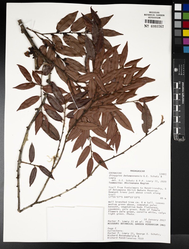 Diospyros betamponensis photo 4