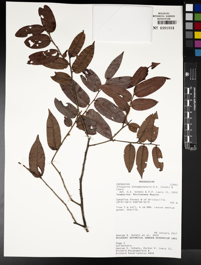 Diospyros betamponensis photo 5