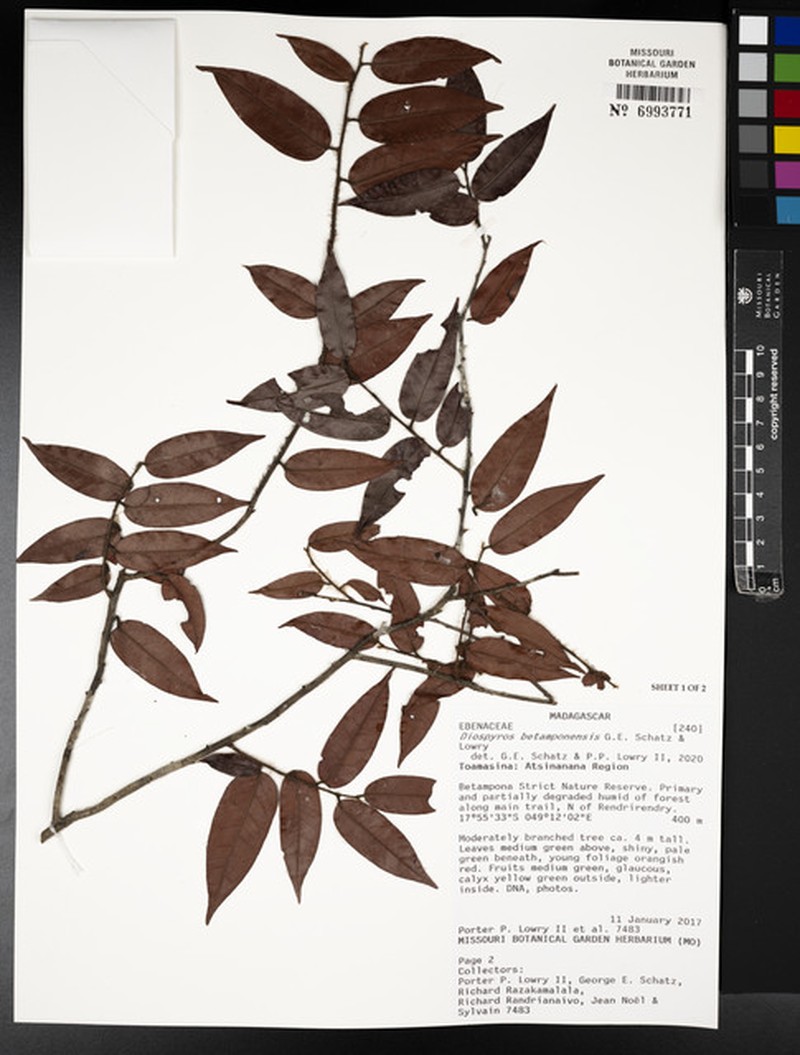 Diospyros betamponensis photo 6