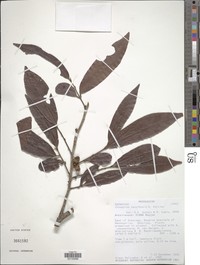 Diospyros bezofensis