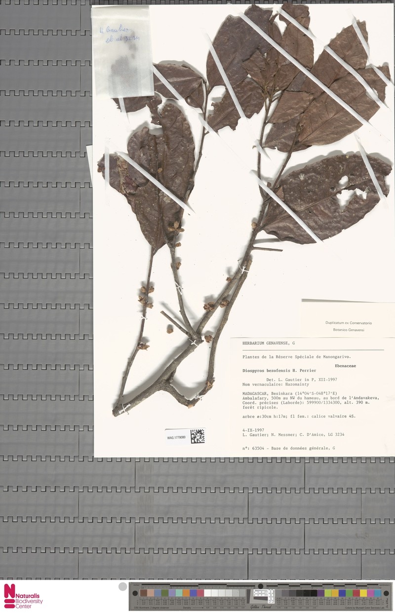 Diospyros bezofensis photo 2