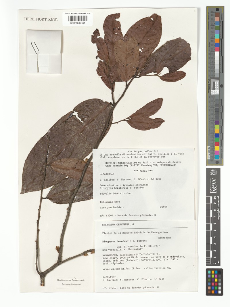 Diospyros bezofensis photo 3