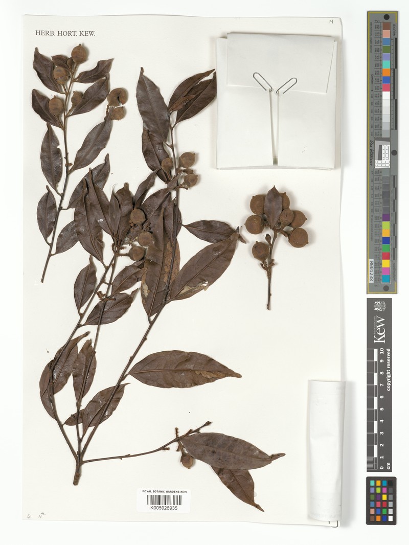 Diospyros bezofensis photo 4