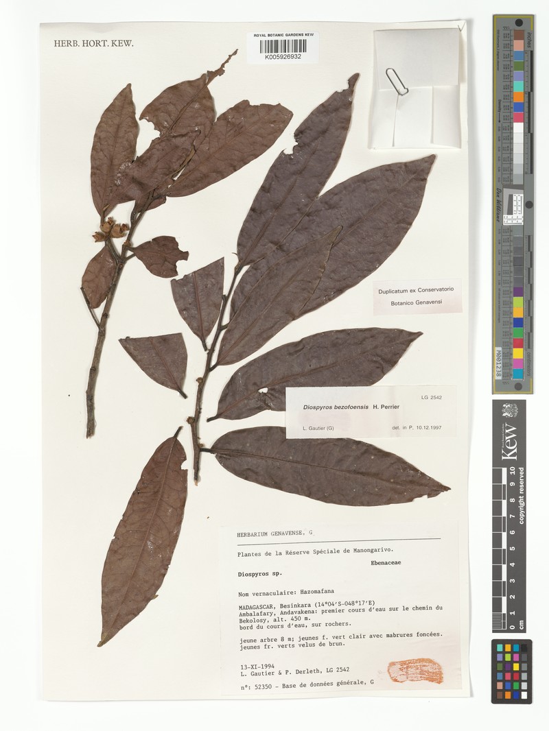 Diospyros bezofensis photo 5