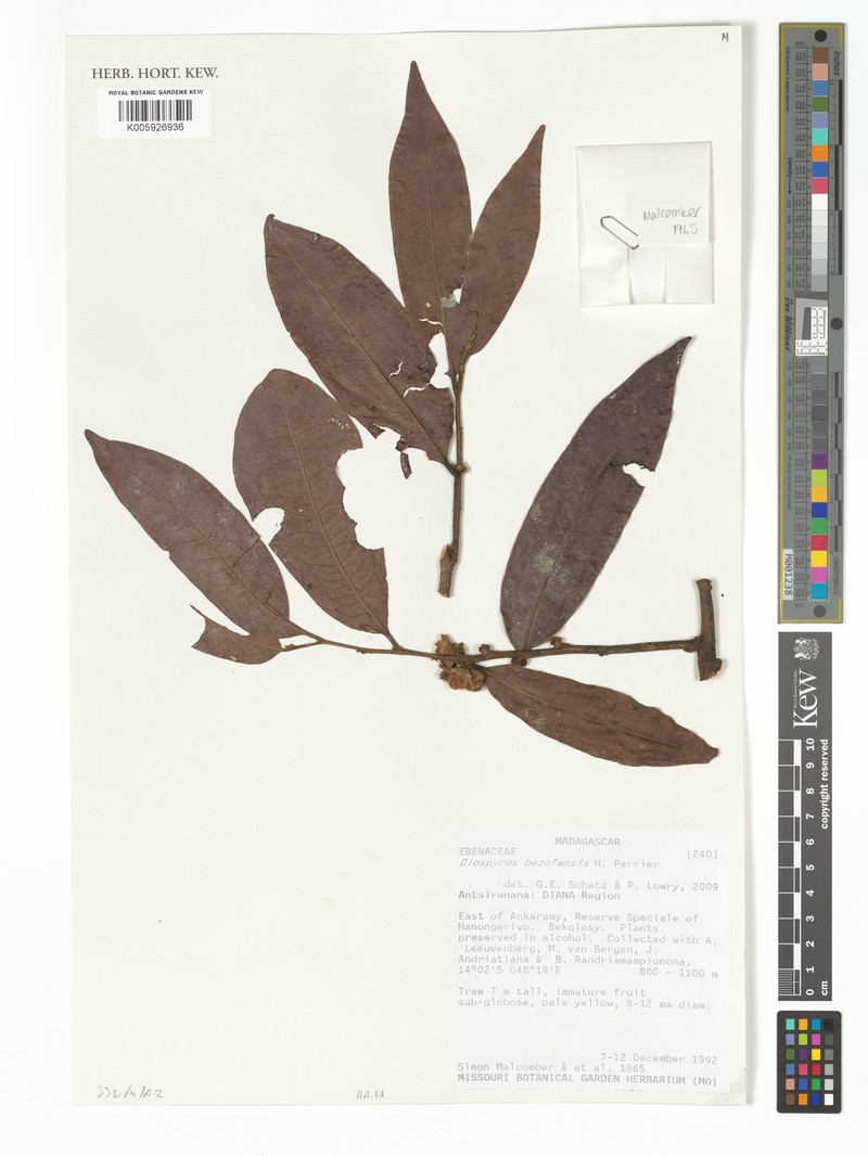 Diospyros bezofensis photo 6