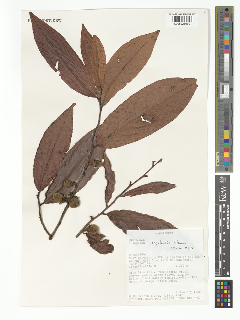 Diospyros bezofensis photo 7