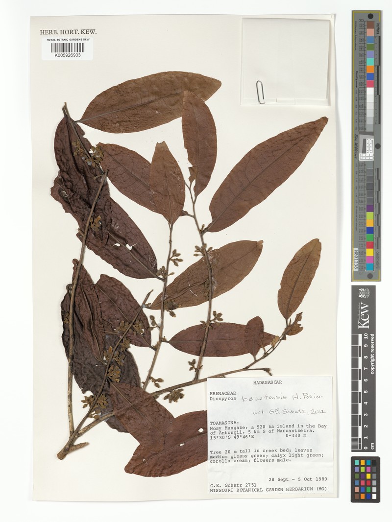 Diospyros bezofensis photo 8