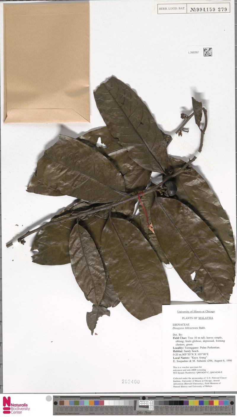 Diospyros bibracteata