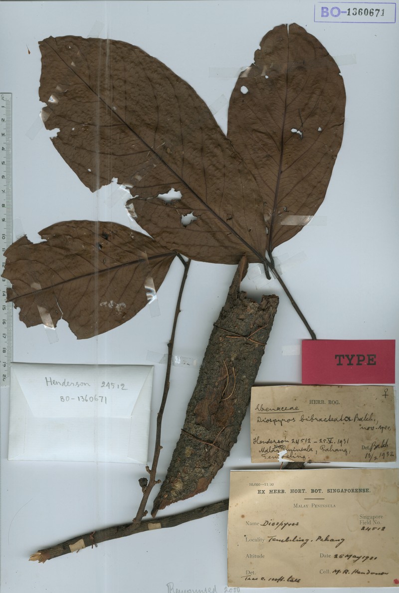 Diospyros bibracteata photo 2