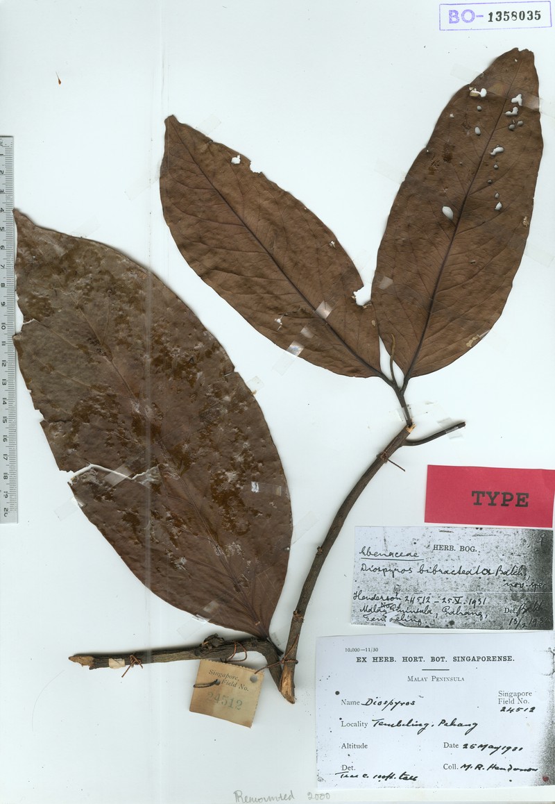 Diospyros bibracteata photo 3