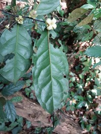 Diospyros bipindensis