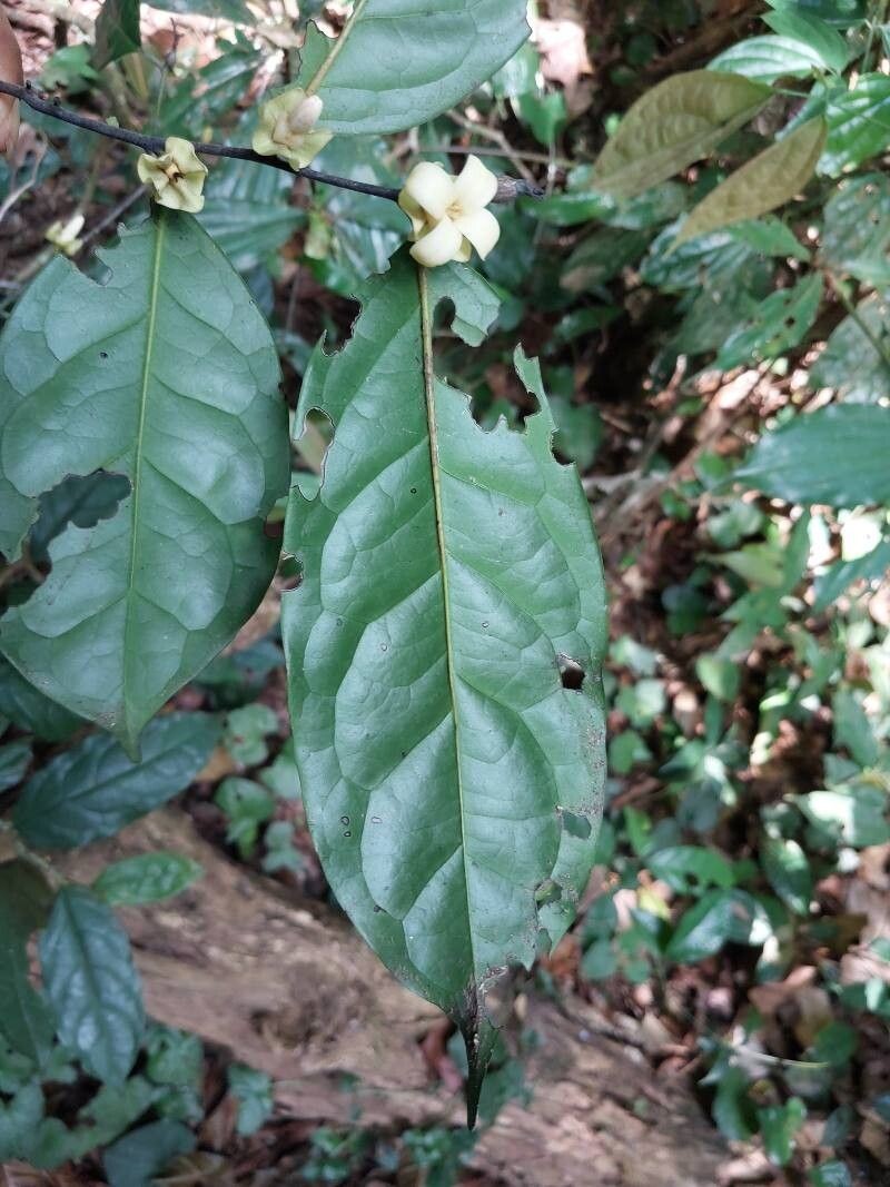 Diospyros bipindensis