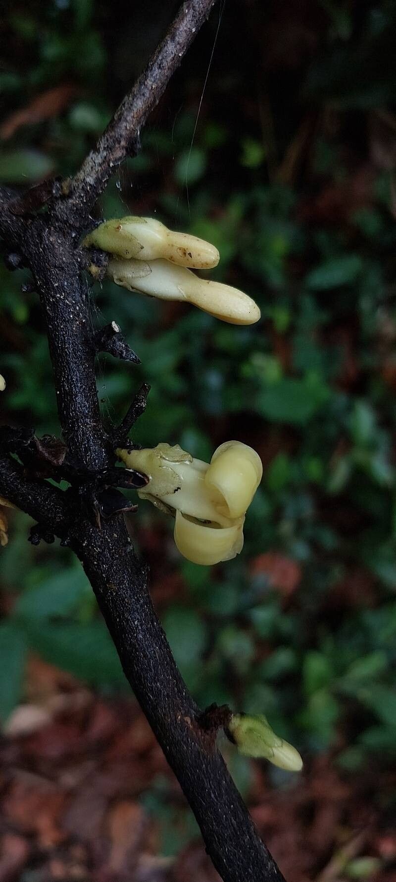Diospyros bipindensis photo 2