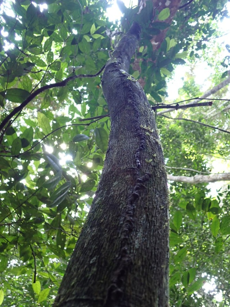 Diospyros bipindensis photo 3