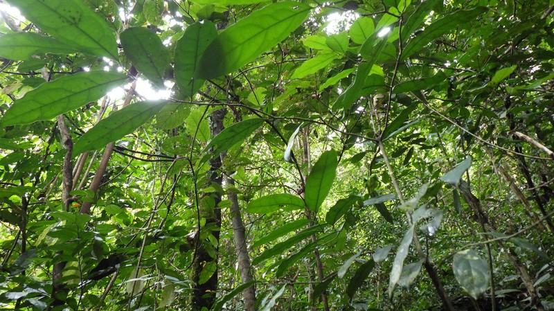 Diospyros bipindensis photo 4