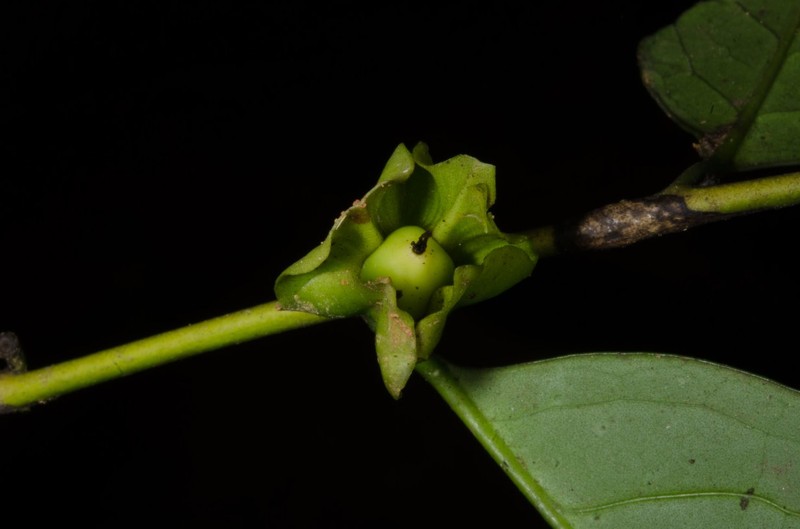 Diospyros bipindensis photo 5