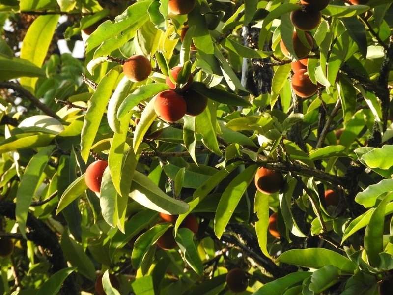 Mabolo