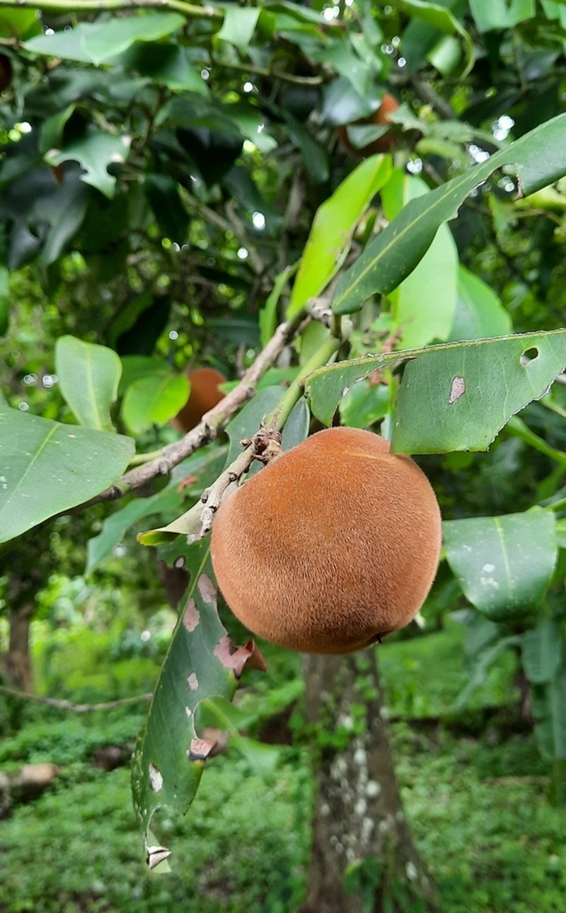 Mabolo photo 2