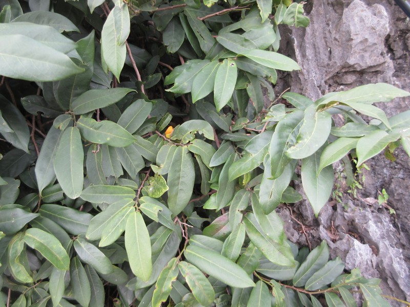 Mabolo photo 4