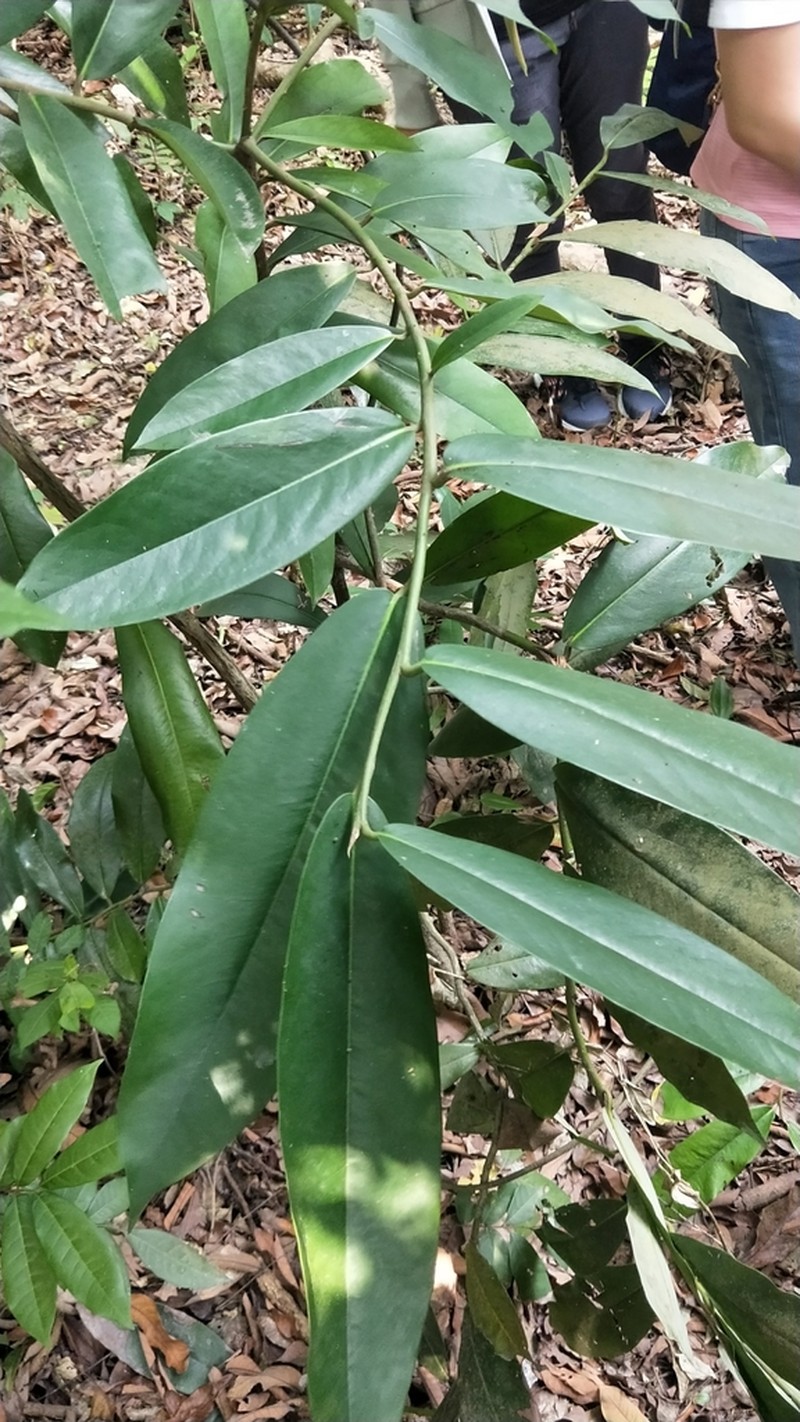 Mabolo photo 6