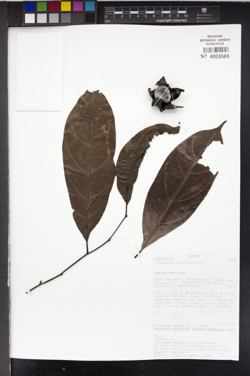 Diospyros boala