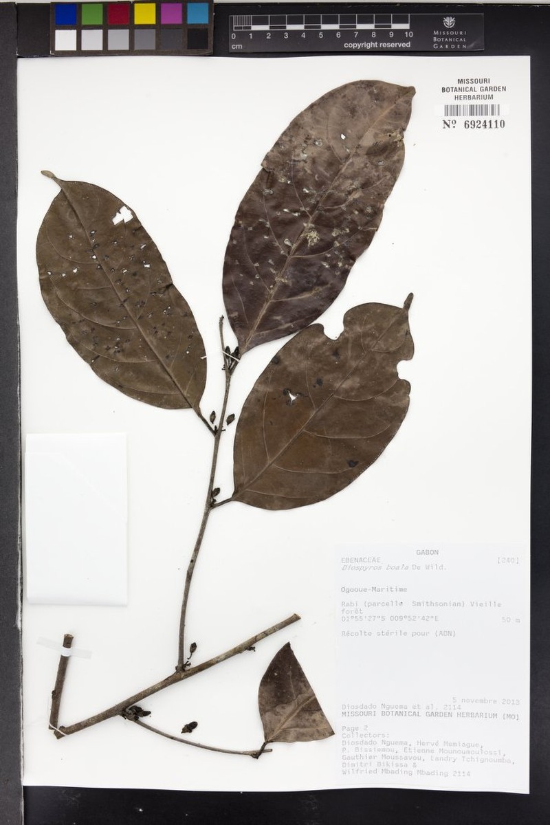 Diospyros boala photo 2