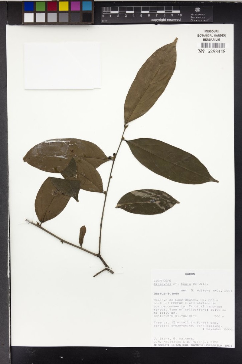 Diospyros boala photo 4