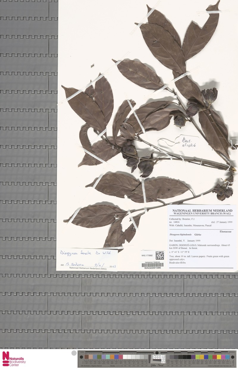Diospyros boala photo 5