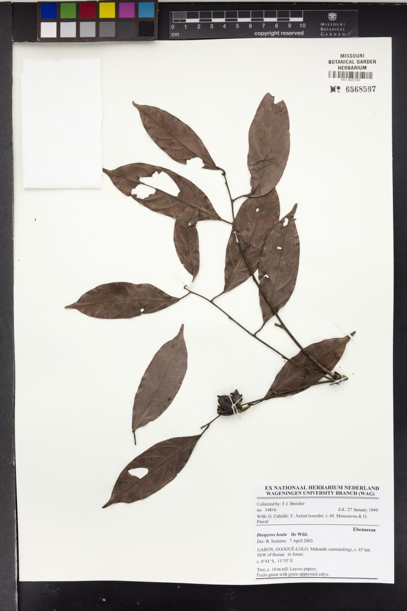 Diospyros boala photo 6