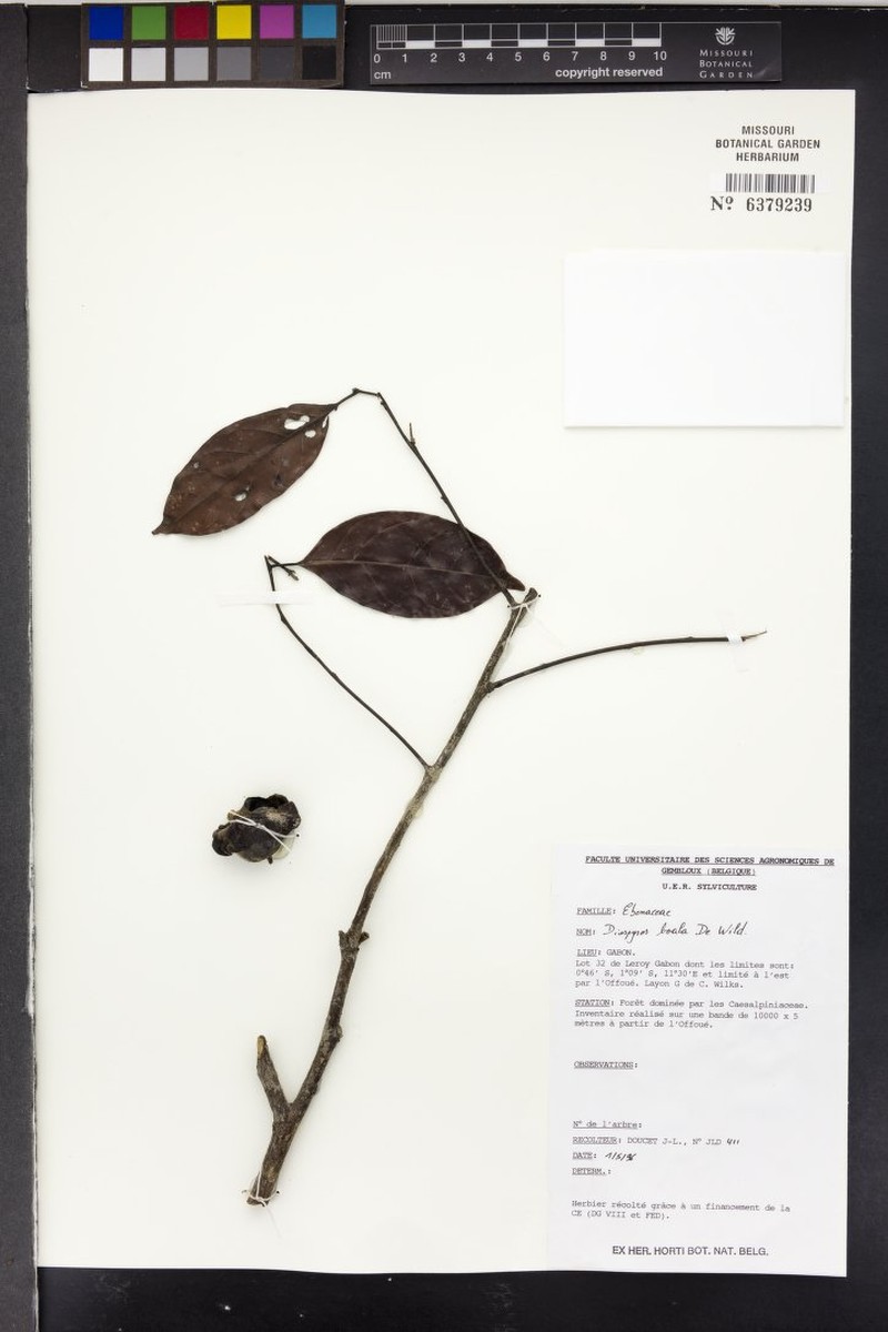 Diospyros boala photo 7