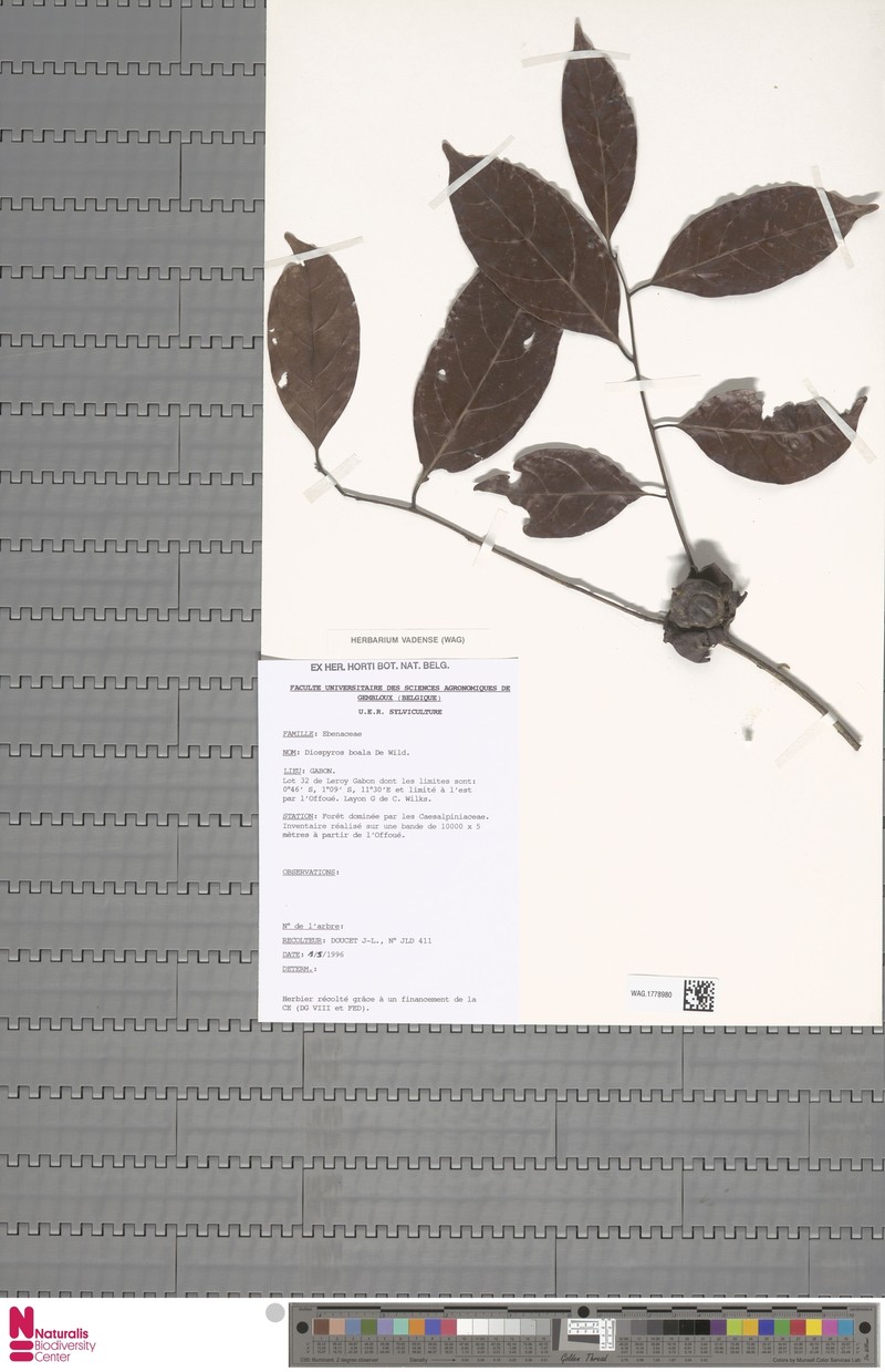 Diospyros boala photo 8
