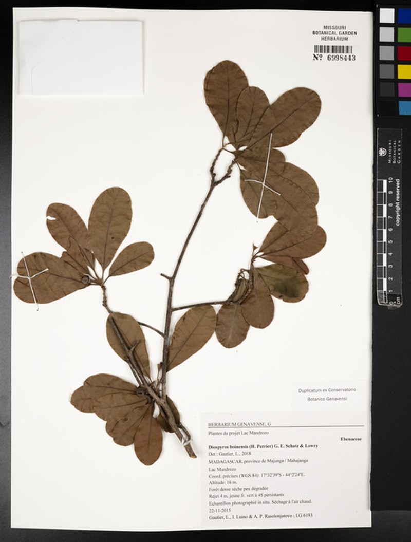 Diospyros boinensis