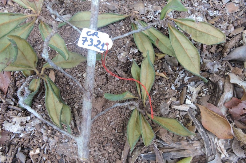 Diospyros boinensis photo 2