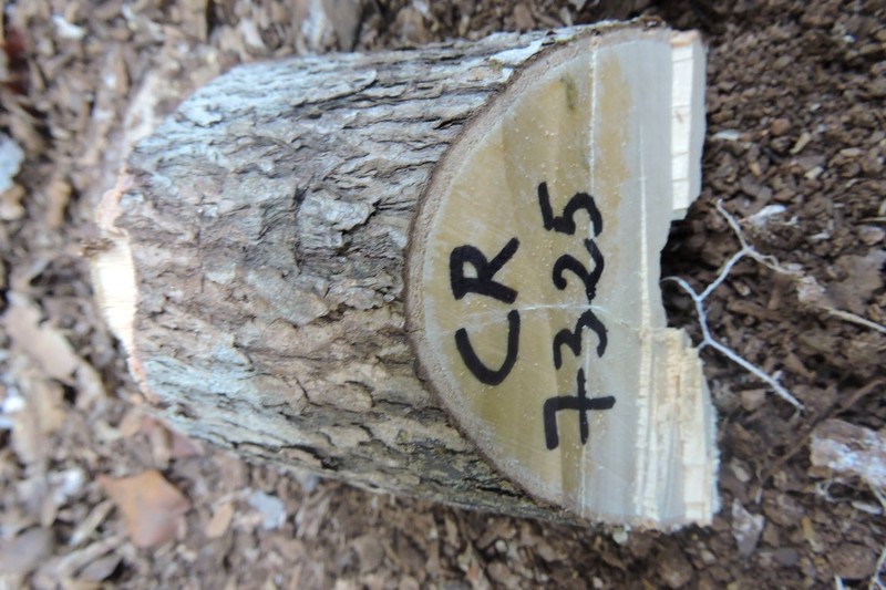 Diospyros boinensis photo 3