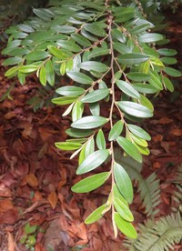 Diospyros boiviniana