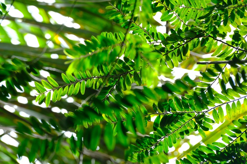 Diospyros boiviniana photo 2