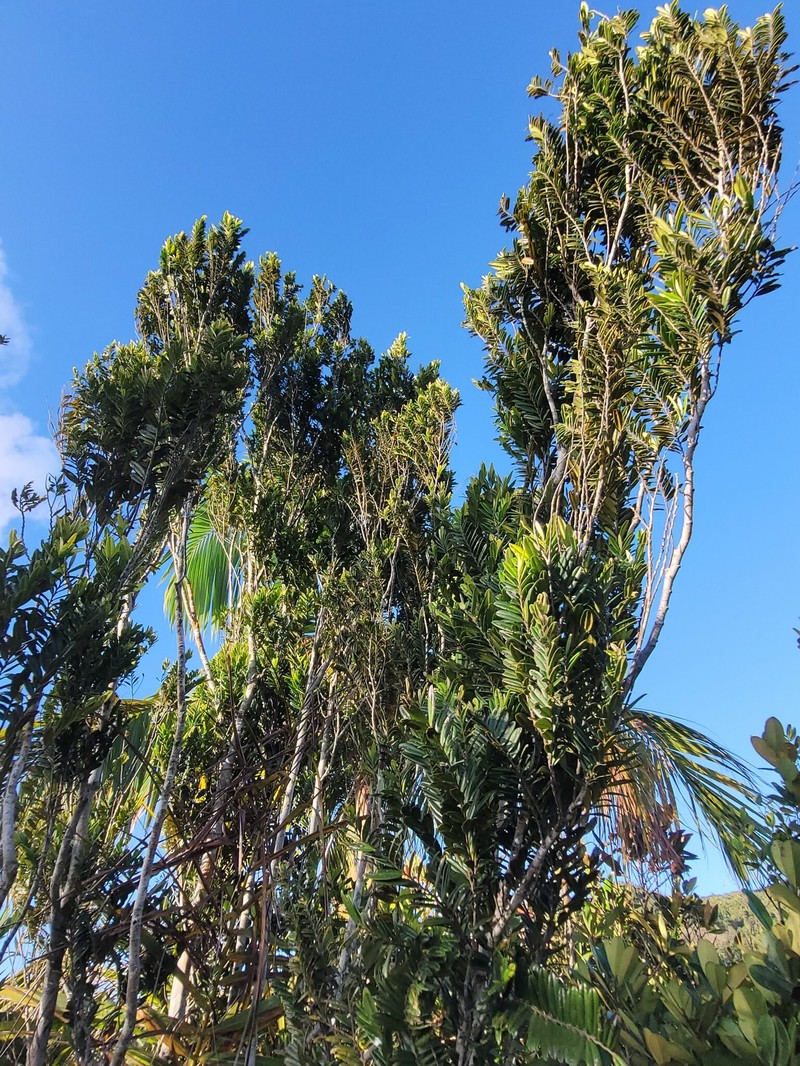 Diospyros boiviniana photo 3